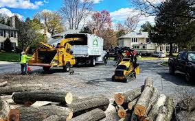 Best Tree and Shrub Care  in Lynwood, CA