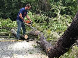 Seasonal Cleanup (Spring/Fall) in Lynwood, CA