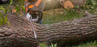 Trusted Lynwood, CA Tree Services Experts