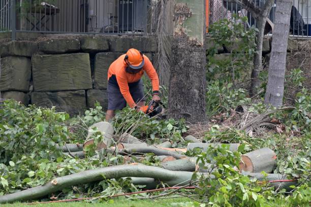 Best Root Management and Removal  in Lynwood, CA